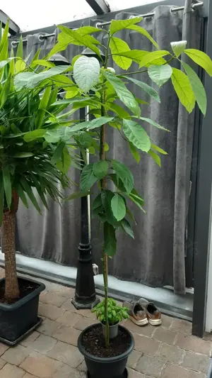 Avocado Baum.