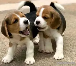 Beagle-Welpen zur Adoption