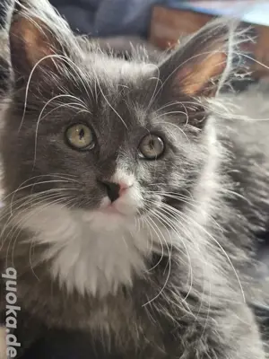 xl cooni kitten Bild 1