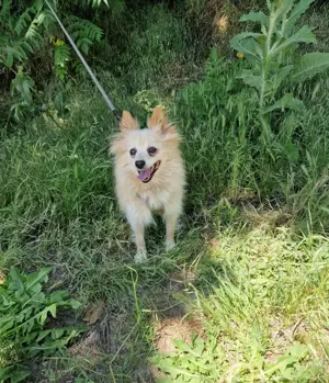 Leila ein liebes Spitzmädchen 
