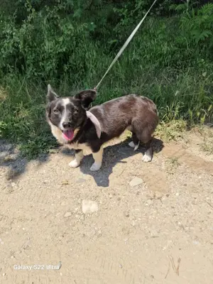 Liska sucht ein Körbchen