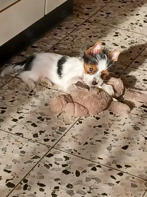 Biewer Yorkshire Terrier Rüde 3 Monate