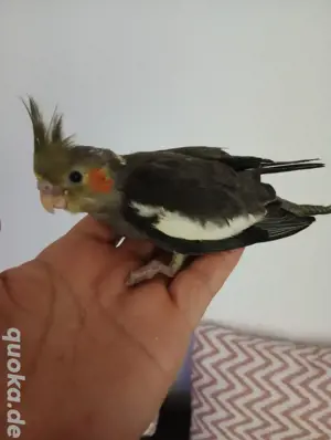5 bis 6 Wochen alt Baby Nymphensittich 