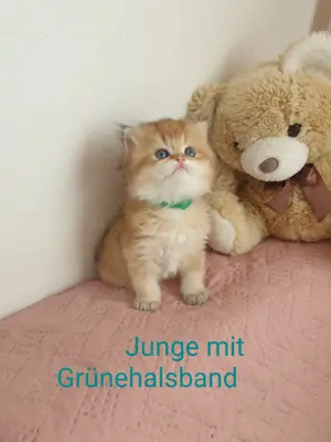 Reinrassige BKH und BLH Kitten  