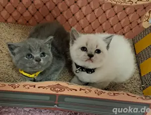 Bkh kitten reinrassige kurzhaar. 