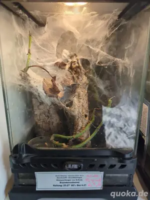 A.versicolor 0.1