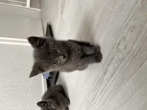 Kitten BKH Siam mix