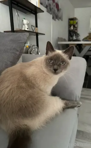 meine Mila ist vermisst 