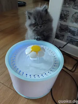 baby kitten