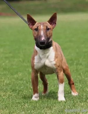 Miniatur Bullterrier Hündin 