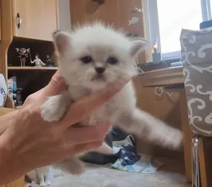 wuenderschoen Baby kitten Ragdoll