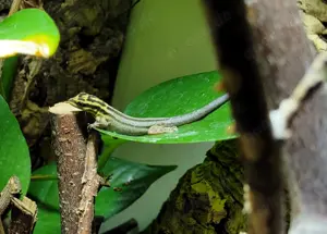 0,0,5 Lygodactylus kimhowelli Nachzuchten