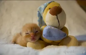 Ragdoll ELH Kitten langhaar und kurzhaar Kater Katze