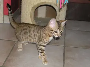 Wunderschöne Bengal-Kätzchen.