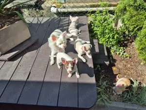 Reinrassige Chihuahua-Welpen