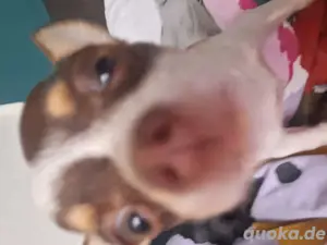 Chihuahua Hündin 5 Monate alt