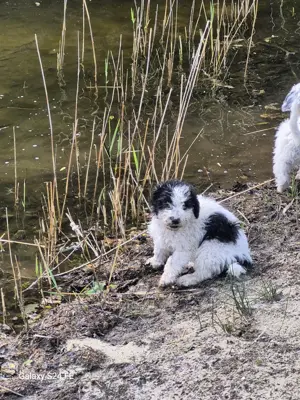 Spanische Wasserhund Welpen 