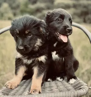Yorkshire x Schnauzer Schäferhund  Welpen (Mädchen +Junge) 
