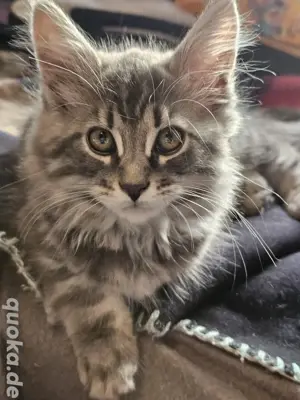 xl cooni kitten