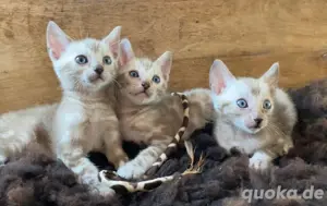 Reinrassige Bengalkitten