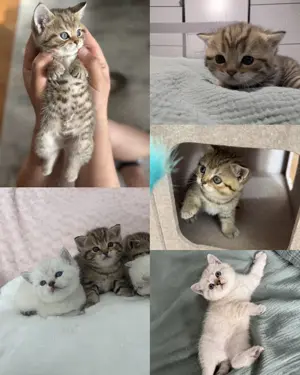 BKH- Kitten suchen liebevolles Zuhause!