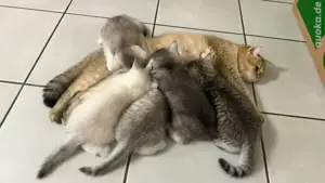 bkh kitten reinrassig männchen 