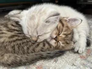 BKH- Kitten suchen ein liebes- und fürsorgliches Zuhause