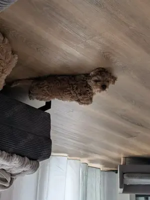 Cockapoo Rüde Kiwi