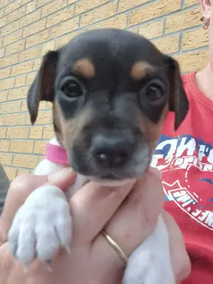 Jack-Russell-Terrier Welpen tricolor