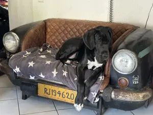 Deutsche Doggen Rüde 
