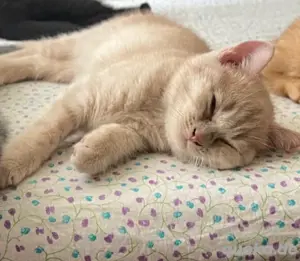 BKH Kitten