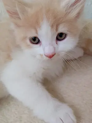 BKH Norweger Mix, 4 Kitten suchen liebevolles Zuhause 