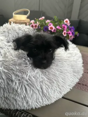 Biechis - Biewer Yorkshire mit Chihuahua Welpe