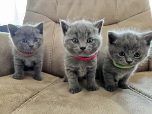 Kitten Britisch Kurzhaar Mix suchen ein neues Zuhause 