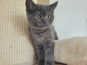 BKH Kitten such ein Zuhause. 
