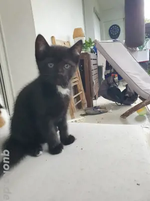 babykatzen männlich süß spielerisch 