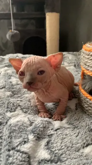 Kanadische Spynx Kitten mit Stammbaum zu verkaufen 