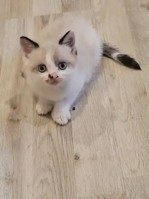 Britisch Kurzhaar Katerchen 