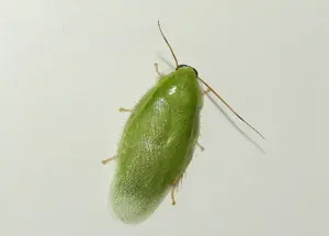 Tropische Schaben
