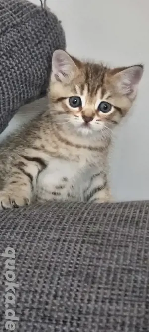 BKH Kitten 