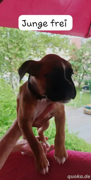 Boxer welpen 
