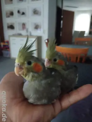 5 bis 6 Wochen alt Baby Nymphensittich 