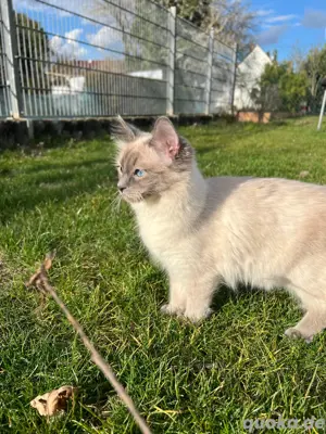    Zwei wunderschöne Siam-Ragdoll Katzen wegen Umzug abzugeben   