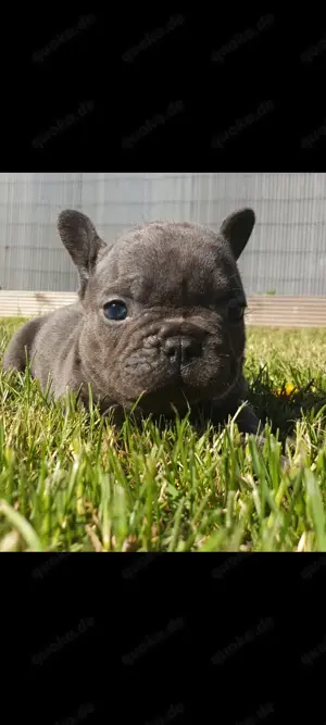 Erstklassige Französische bulldoggen Welpen 