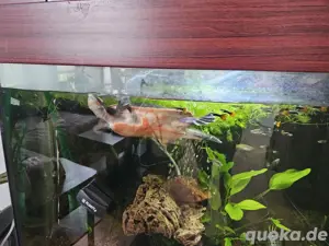 Wasserschildkröte emydura subglobosa 