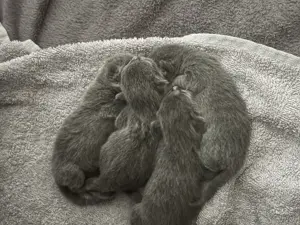 Russisch Blau Kitten