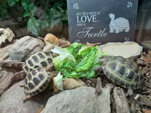 Russische Vierzehen Landschildkröte, Babyschildkröten 