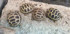 Russische Vierzehnen Landschildkröten