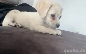 malteser bichon welpin 