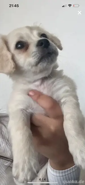 Malteser bichon mix welpin 